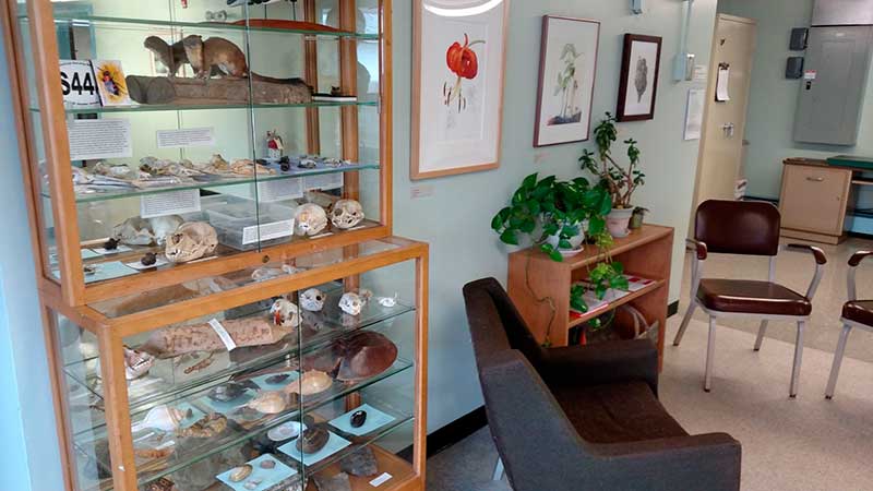 Display case of natural history objects in the lobby