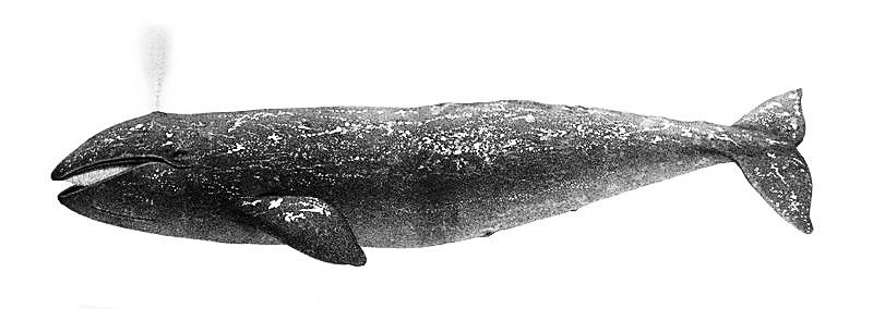 Did you know baleen was historically referred to as whale bone