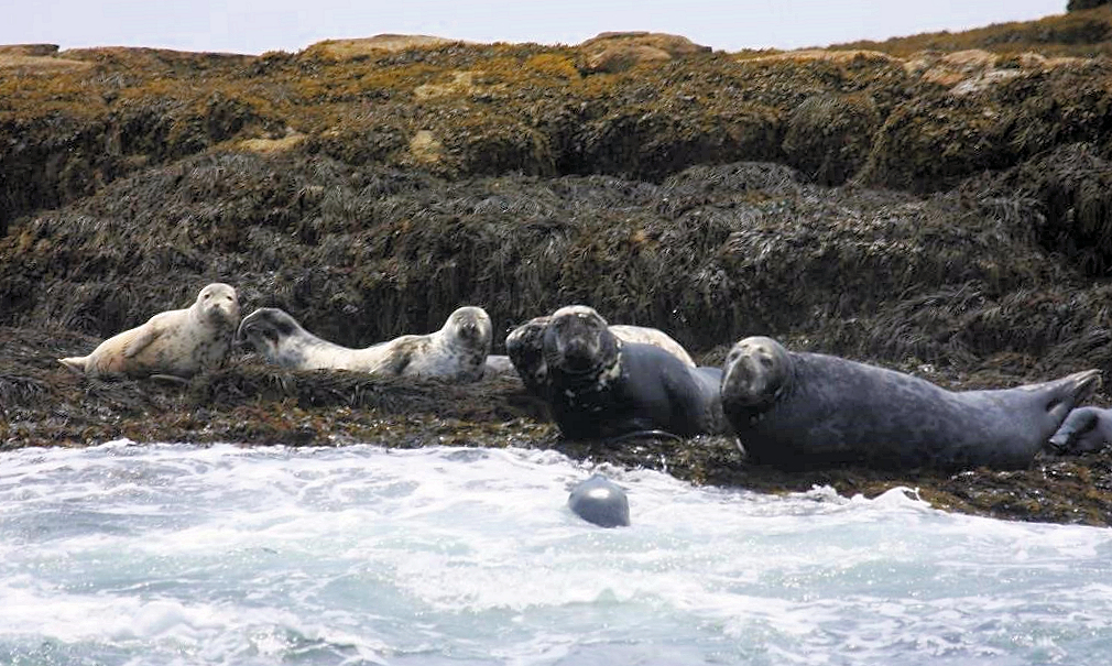 Marine Mammals of Rhode Island, Part 14, Gray Seal - Rhode Island Natural  History Survey