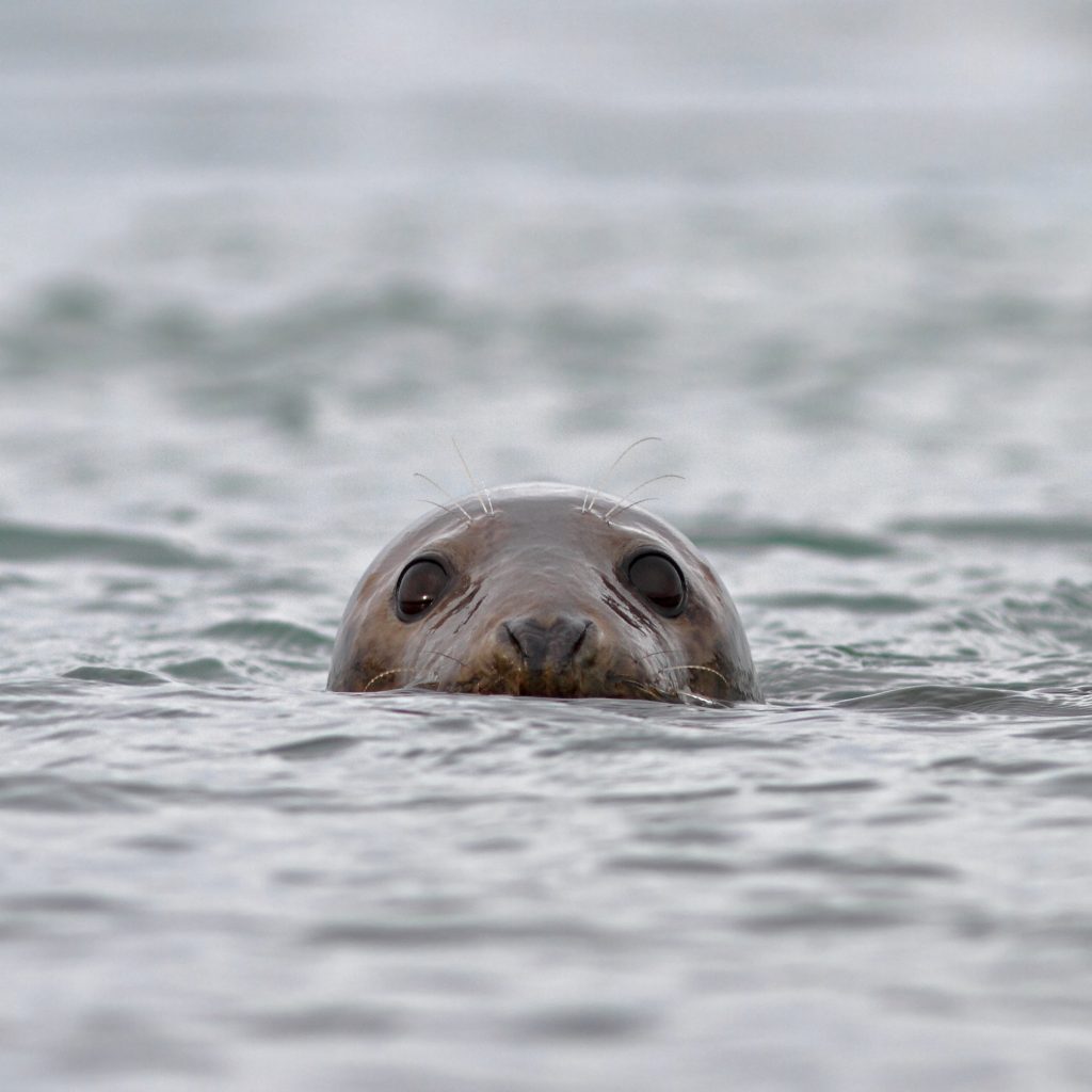 seal species of new jersey