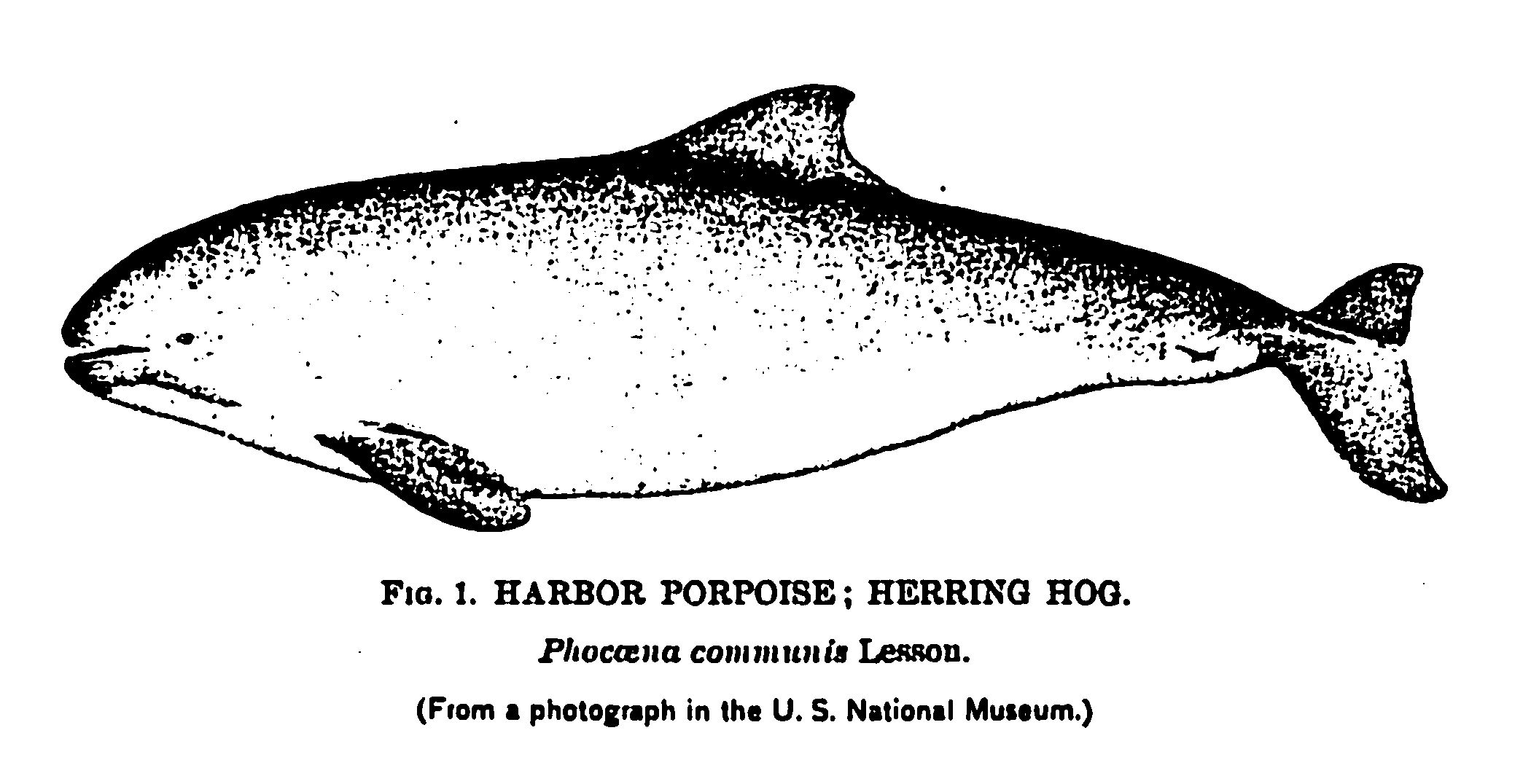 harbor porpoise