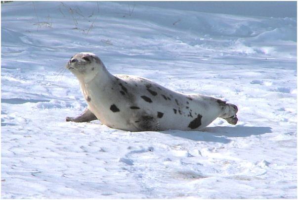 A juvenile harp seal on the beach at the URI Bay Campus in February 2008, just before it was collected by Mystic Aquarium staff and taken in for rehabilitation (photo by the author).