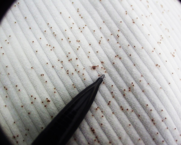 Lone Star Ticks Vs Chiggers Rhode Island Natural History Survey