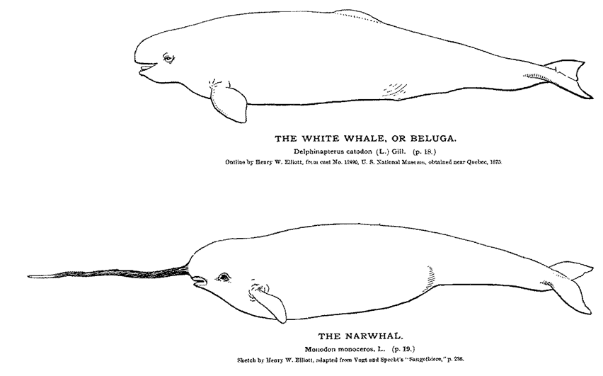 Full Life Story of Beluga (Birth To Death) 