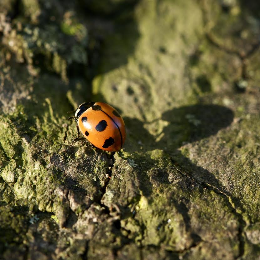 RINHS Rediscovers “Lost” Ladybug at Rocky Point - Rhode Island Natural  History Survey