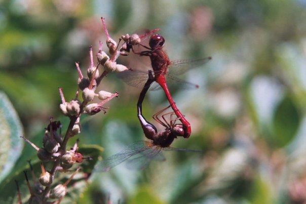 Review: Dragonflies and Damselflies of the East – Rhode Island Natural ...