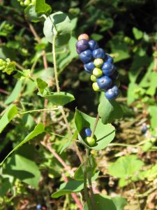 mile-a-minute vine berries